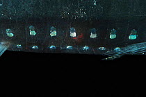 Ventral light organs of Atlantic fangjaw (Gonostoma atlanticum), deep sea Atlantic ocean,