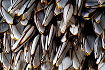 Goose barnacles (Lepas anatifera) found attached to drifting oceanic buoy, Atlantic ocean
