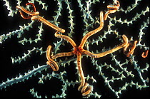 Brittle Star {Ophiurida} on Gorgonian Coral, deep sea Atlantic ocean,