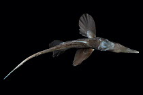 Smallspine spookfish (Harriotta haeckeli), a Rabbitfish / Chimaera, deep sea Atlantic ocean,
