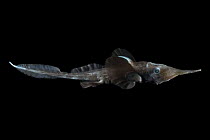 Smallspine spookfish (Harriotta haeckeli), a Rabbitfish / Chimaera, deep sea Atlantic ocean,