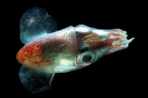 (Heteroteuthis dispar) A small oceanic cuttlefish, deep sea Atlantic ocean,