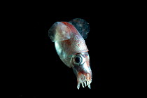 (Heteroteuthis dispar) A small oceanic cuttlefish, deep sea Atlantic ocean,