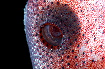 Deepsea squid (Histioteuthis sp) close up of eye surrounded by photophores, deep sea Atlantic ocean,
