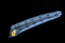 Deepsea solitary salp (Iasis zonaria), deep sea Atlantic ocean,