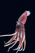 Deepsea squid (Histioteuthis sp) , deep sea Atlantic ocean,