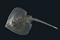 Deepsea Juvenile ray, deep sea Atlantic ocean,