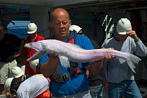Crewman on RV Sars holding Bathypelagic Lizard fish (Bathysaurus ferox), deep sea Atlantic ocean