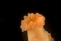 Deepsea Solitary coral (Lophelia pertusa) , deep sea Atlantic ocean