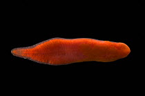 Deepsea Ribbon worm / Nemertine worm - dorsal view, deep sea Atlantic ocean