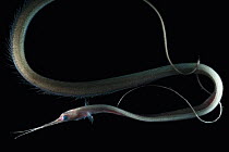 Deepsea Snipe eel  (Nemichthys sp), Feeds on decapods., deep sea Atlantic ocean
