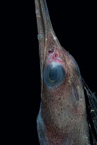 Deepsea Snipe eel  (Nemichthys sp), Feeds on decapods., deep sea Atlantic ocean