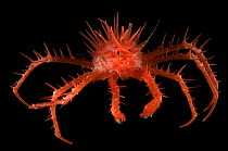 (Neolithodes sp) a benthic, deep sea crab., deep sea Atlantic ocean