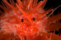 (Neolithodes sp) a benthic, deep sea crab., deep sea Atlantic ocean