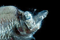 Deepsea fish (Opisthoproctus sp) producing ventral bioluminescence, deep sea Atlantic ocean