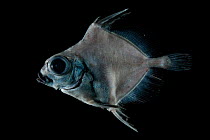 Deepsea fish, Oreo (Neocyttus sp), deep sea Atlantic ocean