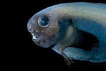 Deepsea fish {Paraliparis sp.), deep sea Atlantic ocean