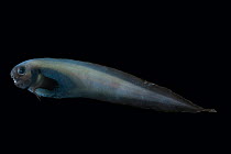 Deepsea fish {Paraliparis sp.), deep sea Atlantic ocean
