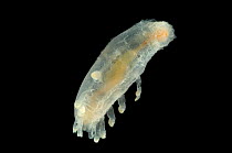 (Peniagone sp) deep sea holothurian / sea cucumber found on the mid-Atlantic ridge, deep sea Atlantic ocean
