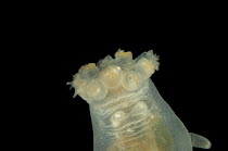 (Peniagone sp) deep sea holothurian / sea cucumber, anterior showing oral tentacles, mid-Atlantic ridge, deep sea Atlantic ocean