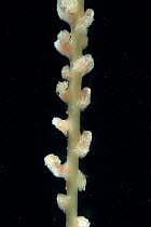 Sea Pen (Pennatulid), with partially retracted polyps, deep sea Atlantic ocean