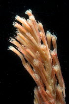 Sea Pen (Pennatulid), deep sea Atlantic ocean