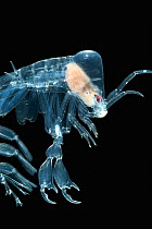 Pelagic amphipod (Phronima sp) often associated with salps, deep sea Atlantic ocean
