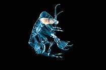 Pelagic amphipod (Phronima sp) often associated with salps, deep sea Atlantic ocean