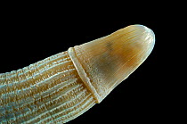 Sipunculan worm (Sipunculus (Sipunculus) norvegicus) from mid-Atlantic Ridge, deep sea Atlantic ocean