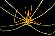 Deepsea benthic sea spider (Colossendeis sp), deep sea Atlantic ocean