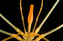 Deepsea benthic sea spider (Colossendeis sp) Close-up of head and mouthparts, deep sea Atlantic ocean