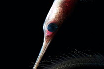 Deepsea Snipe eel (Nemichthys sp), deep sea Atlantic ocean