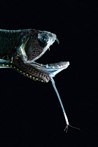 Deepsea fish {Stomias boa} with lure, deep sea Atlantic ocean