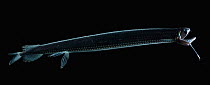 Deepsea fish {Stomias boa} with lure and light organs, deep sea Atlantic ocean