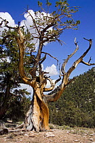 Bristlecone pine tree {Pinus aristata} Inyo county, California, USA.