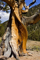Bristlecone pine tree trunk {Pinus aristata} Inyo county, California, USA.