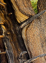 Close-up of Bristlecone pine tree trunk {Pinus aristata} Inyo county, California, USA.