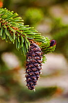 Bristlecone pine tree {Pinus aristata} Close-up of 'bristly' immature cone, Inyo county, California, USA.