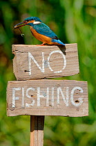 Common kingfisher on 'No fishing' sign {Alcedo atthis} UK