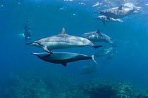 Hawaiian spinner dolphins / Gray's spinner dolphin  (Stenella longirostris longirostris) courtship,  female (upside-down) solicits male  Kona, Hawaii, Big Island, Hawaiian Islands, Central Pacific Oce...
