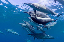 Hawaiian spinner dolphins / Gray's spinner dolphins  (Stenella longirostris longirostris) pod with pair mating, Kona, Hawaii, Big Island, Central Pacific Ocean