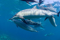 Hawaiian spinner dolphin / Gray's spinner dolphin  (Stenella longirostris longirostris)  Kona, Hawaii , Big Island, Central Pacific Ocean