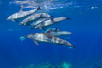 Pod of Hawaiian spinner dolphin / Gray's spinner dolphin (Stenella longirostris longirostris)  Kona, Hawaii, Big Island, Central Pacific Ocean