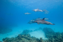 Pod of Hawaiian spinner dolphin / Gray's spinner dolphin (Stenella longirostris longirostris) swimming over coral reef, Kona, Hawaii, Big Island, Central Pacific Ocean