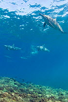 Hawaiian spinner dolphin / Gray's spinner dolphin  (Stenella longirostris longirostris)  Kona, Hawaii, Big Island, Central Pacific Ocean