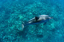 Hawaiian spinner dolphin / Gray's spinner dolphin (Stenella longirostris longirostris) pair swimming together, Kona, Hawaii, Big Island, Central Pacific Ocean