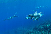 Pod of Hawaiian spinner dolphin / Gray's spinner dolphin (Stenella longirostris longirostris)  Kona, Hawaii, Big Island, Central Pacific Ocean