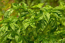 Basil (Ocimum basilicum) France
