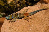 San Lucan / Blue Rock Lizard sunning on rock(Petrosaurus thalassinus) Arizona, USA