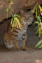 Bobcat (Lynx rufus) Arizona, USA. captive